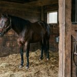 Teen Arrested After Horse Stabbing Incident Shocks National Rodeo Community