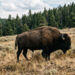 Bison Charges Tourist in Yellowstone National Park, Highlighting Safety Risks